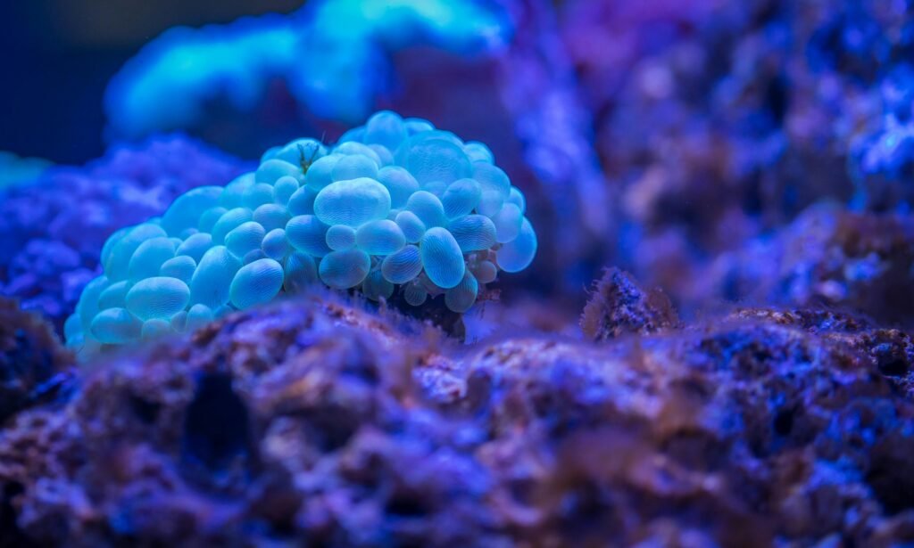 Captivating underwater view of a vibrant coral, showcasing marine life beauty.